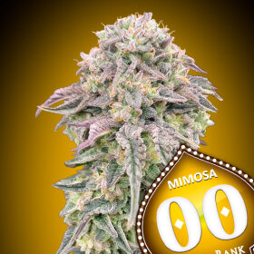 00 Seeds Bank Mimosa - 3 feminized seeds