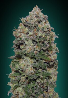 00 Seeds Bank Northern Lights - 3 feminized seeds