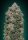 00 Seeds Bank Northern Lights - 3 feminisierte Samen