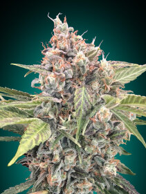 00 Seeds Bank Northern Lights CBD - 3 feminized seeds