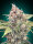 00 Seeds Bank Northern Lights CBD - 3 feminisierte Samen