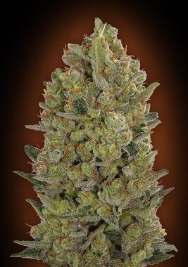 00 Seeds Bank 00 Cheese - 3 feminisierte Samen