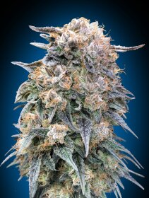 00 Seeds Bank 00 Kush Fast - 3 feminisierte Samen