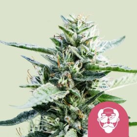 Royal Queen Seeds Granddaddy Purple - 3 feminisirte Samen