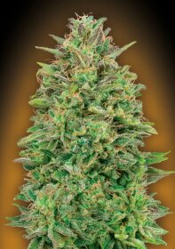 00 Seeds Bank 00 Skunk - 3 feminized seeds