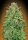 00 Seeds Bank 00 Skunk - 3 feminisierte Samen