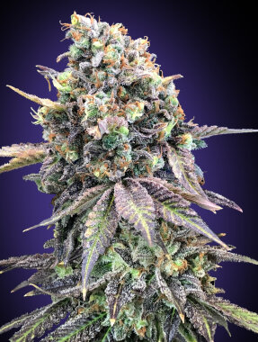 00 Seeds Bank Purple Punch - 3 feminized seeds