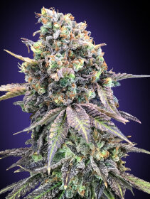 00 Seeds Bank Purple Punch - 3 feminisierte Samen