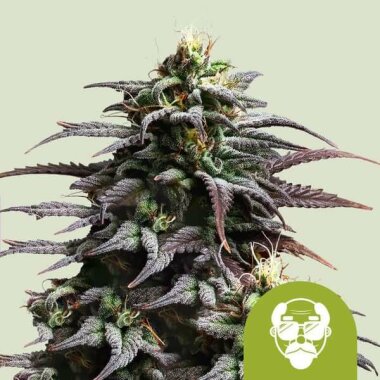 Royal Queen Seeds Granddaddy Purple AUTO - 3...