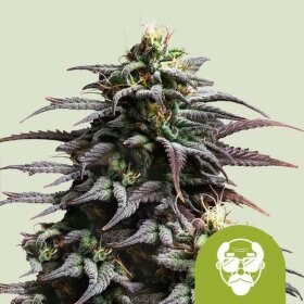 Royal Queen Seeds Granddaddy Purple AUTO - 3 automated seeds