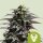 Royal Queen Seeds Granddaddy Purple AUTO - 3 autoflowering Samen