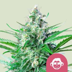 Royal Queen Seeds Grape Ape - 3 feminisierte Samen