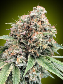 00 Seeds Bank Sweet Critical - 3 feminisierte Samen