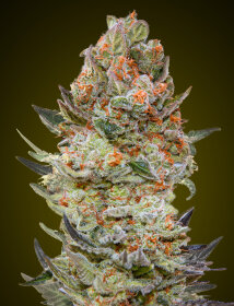 00 Seeds Bank Sweet Critical CBD - 3 feminized seeds