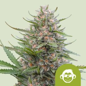 Royal Queen Seeds Grape Ape AUTO - 3 automated seeds