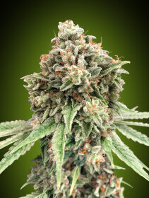 00 Seeds Bank Sweet Critical Fast - 3 feminisierte Samen