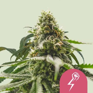 Royal Queen Seeds Green Crack Punch - 3 feminisierte Samen