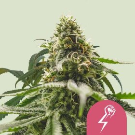 Royal Queen Seeds Green Crack Punch - 3 feminized seeds