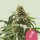 Royal Queen Seeds Green Crack Punch - 3 feminisierte Samen