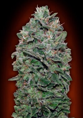 00 Seeds Bank Sweet Somango - 3 feminisierte Samen