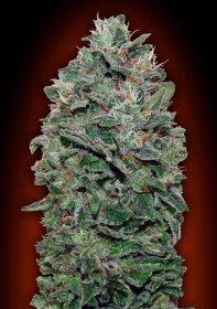 00 Seeds Bank Sweet Somango - 3 feminized seeds