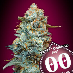 00 Seeds Bank Sweet Somango Fast - 3 feminized seeds