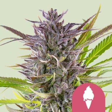 Royal Queen Seeds Green Gelato - 3 feminisierte Samen