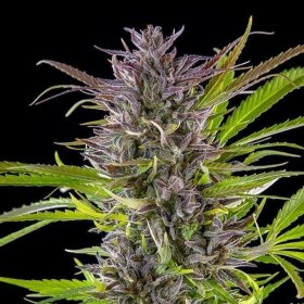 Royal Queen Seeds Green Gelato - 3 feminisierte Samen