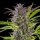 Royal Queen Seeds Green Gelato - 3 feminisierte Samen