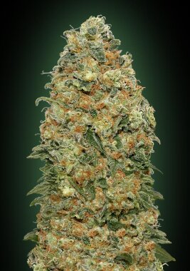 00 Seeds Bank White Widow - 3 feminisierte Samen