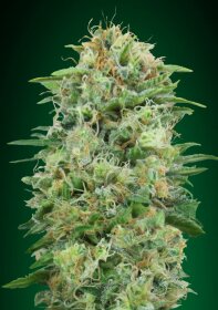 00 Seeds Bank White Widow CBD - 3 feminized seeds