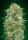 00 Seeds Bank White Widow CBD - 3 feminisierte Samen