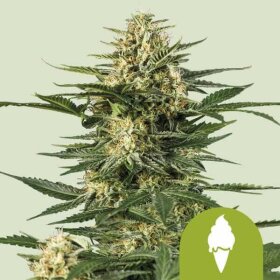 Royal Queen Seeds Green Gelato AUTO - 3 automated seeds