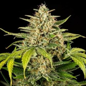 Royal Queen Seeds Green Gelato AUTO - 3 automated seeds