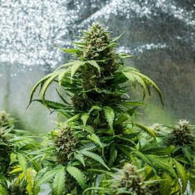 Royal Queen Seeds Green Gelato AUTO - 3 automatisierte Samen