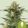 Royal Queen Seeds Green Gelato AUTO - 3 automatisierte Samen