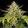 Royal Queen Seeds Green Gelato AUTO - 3 automatisierte Samen