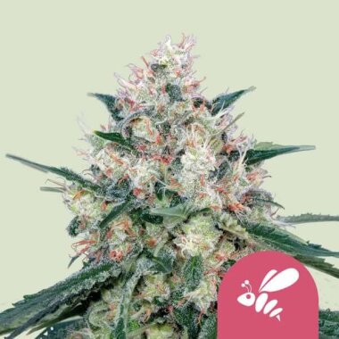 Royal Queen Seeds Honey Cream Fast Version - 3 feminisierte Samen