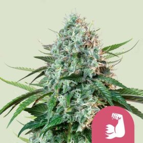 Royal Queen Seeds HulkBerry - 3 feminized seeds