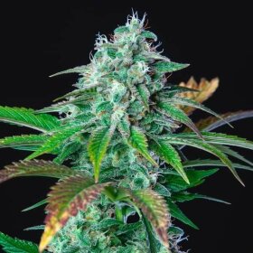 Royal Queen Seeds HulkBerry - 3 feminisierte Samen