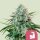 Royal Queen Seeds HulkBerry - 3 feminisierte Samen