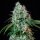 Royal Queen Seeds HulkBerry - 3 feminisierte Samen