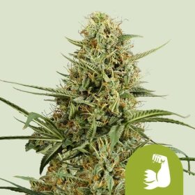 Royal Queen Seeds HulkBerry AUTO - 3 autoflowering Samen