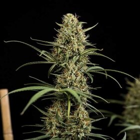 Royal Queen Seeds HulkBerry AUTO - 3 autoflowering Samen