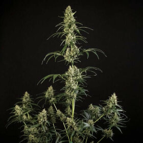 Royal Queen Seeds HulkBerry AUTO - 3 autoflowering Samen