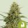 Royal Queen Seeds HulkBerry AUTO - 3 autoflowering Samen