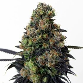 Ripper Seeds Acid Dough - 3 feminized seeds