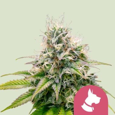 Royal Queen Seeds Kali Dog - 3 feminisierte Samen