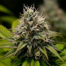 Royal Queen Seeds Kali Dog - 3 feminisierte Samen