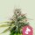 Royal Queen Seeds Kali Dog - 3 feminisierte Samen